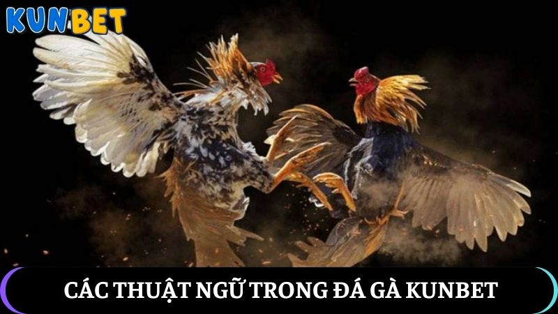 Các thuật ngữ trong đá gà Kunbet mà ai cũng biết
