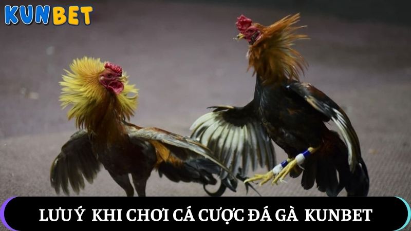 Lưu ý quan trọng khi chơi cá cược đá gà tại Kunbet