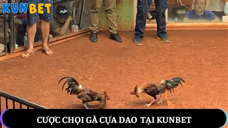 Chọi gà cựa dao - Thể loại cá cược được yêu thích tại Kunbet